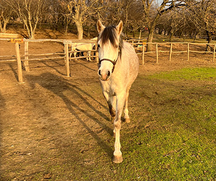 Gallop by Cristina Dutu