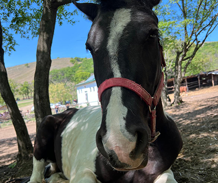 Gallop by Cristina Dutu