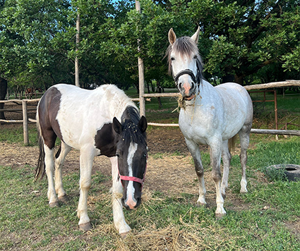 Gallop by Cristina Dutu