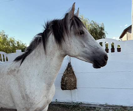 Gallop by Cristina Dutu